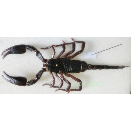 Heterometrus laoticus (Couzijn, 1981) +100mm Thailand14f